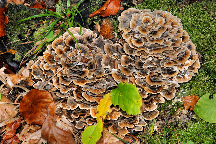 Che poliporo ? (Trametes versicolor)
